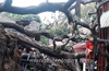 Huge tree falls over two houses at Hampankatta